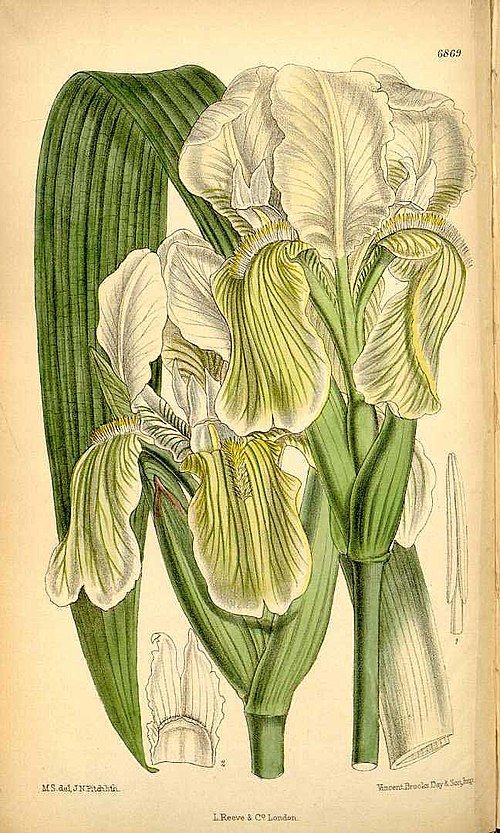 Iris kashmiriana bloem in paars en wit, door M. Smith.