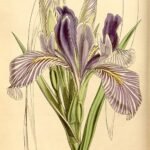 Purple longipetala iris flower with delicate petals in close-up view.