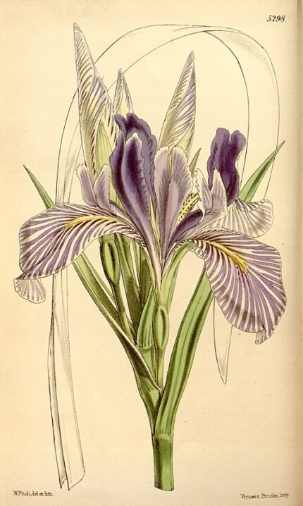Purple longipetala iris flower with delicate petals in close-up view.