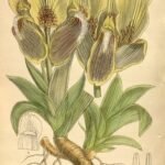 Paarse Iris bloem in close-upweergave.