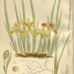 Gele Iris bloem met delicate bloemblaadjes en groen blad.