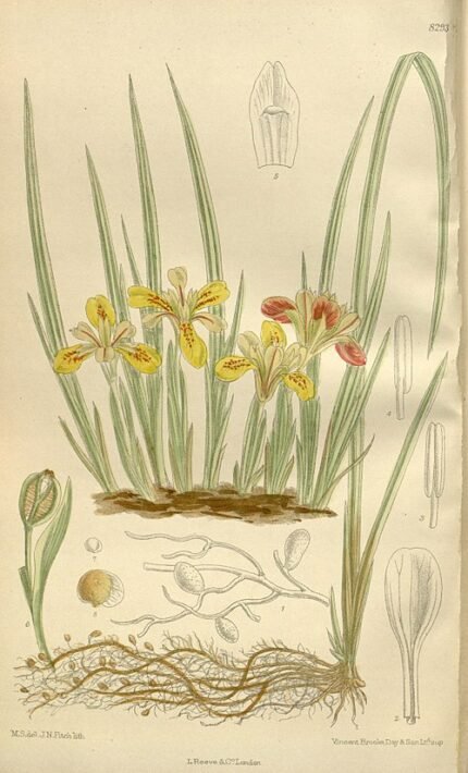 Gele Iris bloem met delicate bloemblaadjes en groen blad.