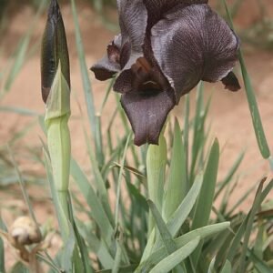 Zwarte Iris bloem met gele meeldraden.