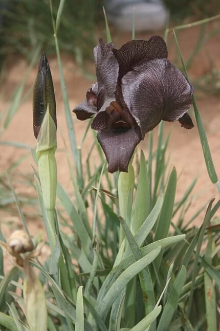 Zwarte Iris bloem met gele meeldraden.