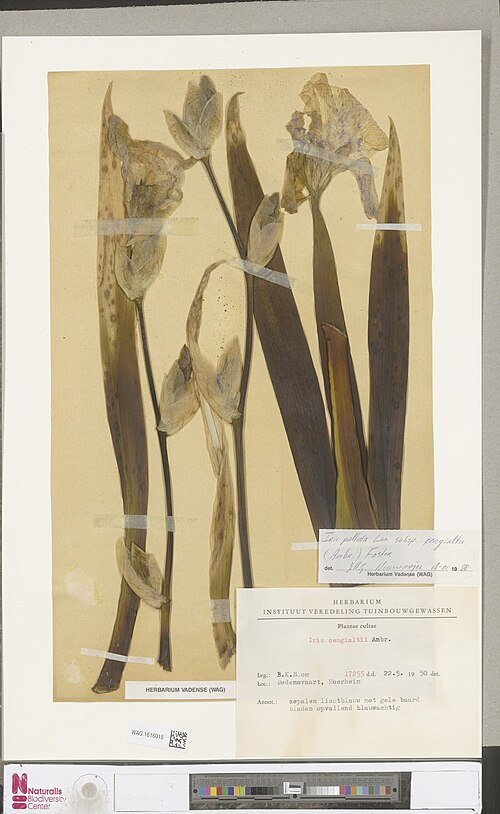 Iris pallida subsp. cengialti bloem in paarse tinten met groen blad.