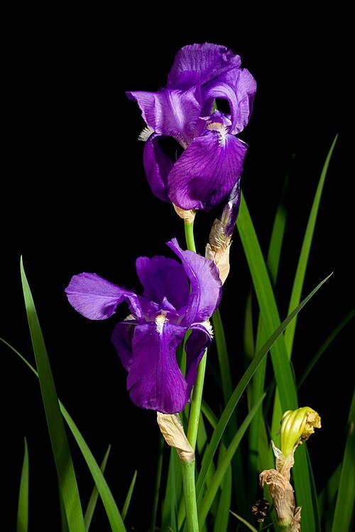 Iris pseudopallida met paarse bloemen en langwerpige bladeren.