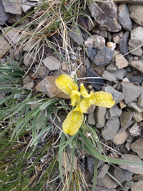 Purple and yellow Iris potaninii flower surrounded by green leaves.