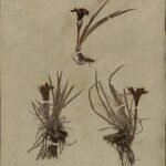 Paarse Iris ruthenica bloem met gele en witte accenten, groene bladeren.