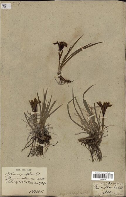 Paarse Iris ruthenica bloem met gele en witte accenten, groene bladeren.