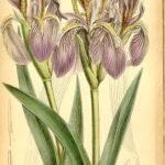 Paarse Iris bloem in de botanische tuin van Curtis.