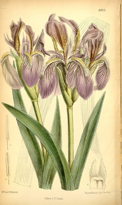 Paarse Iris bloem in de botanische tuin van Curtis.