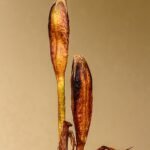 Paarse Iris ser. Sibiricae bloem in zonlicht.