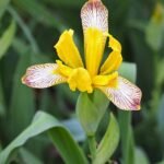 Iris variegata bloem met gestreepte bladeren in zonnige tuin.