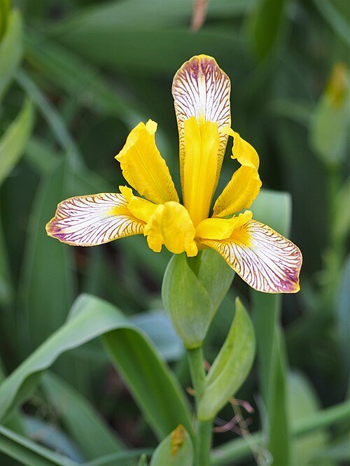 Iris variegata bloem met gestreepte bladeren in zonnige tuin.
