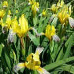 Iris flavescens met paarse en gele bloemen in een tuin.