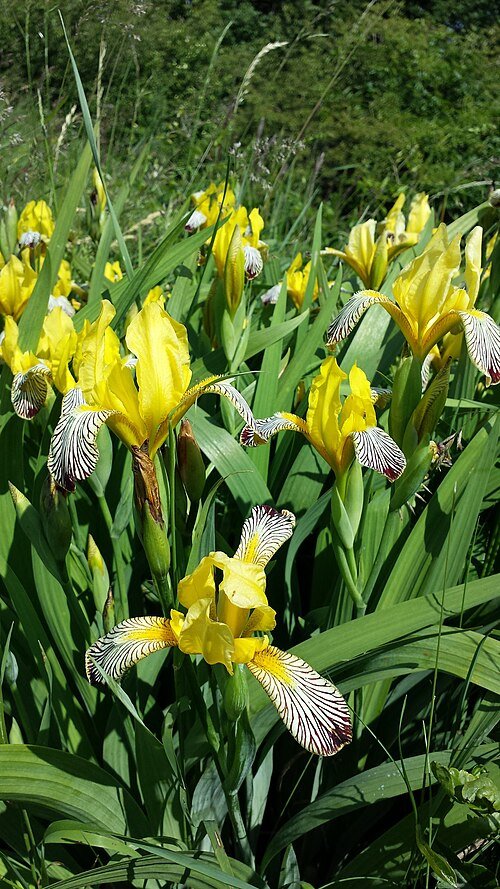 Iris flavescens met paarse en gele bloemen in een tuin.