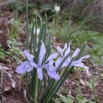 Purple and white Iris vartanii flower on green leaves.