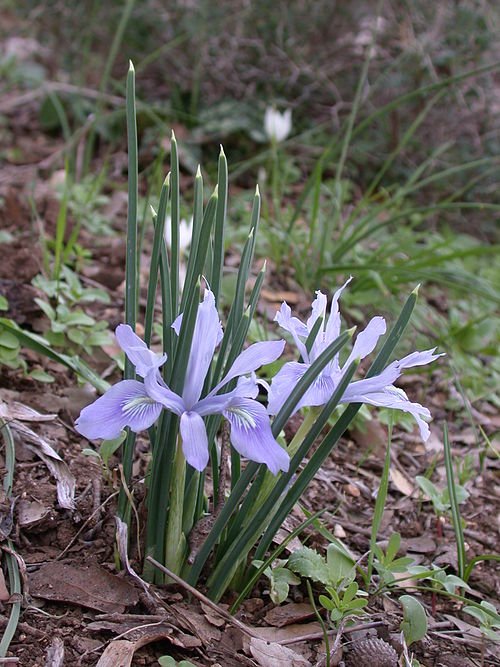 Purple and white Iris vartanii flower on green leaves.