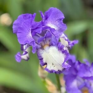 Blauwe lis bloem met zachte bloemblaadjes en gele baarden, groeiend in kleigrond.