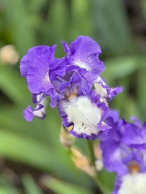Blauwe lis bloem met zachte bloemblaadjes en gele baarden, groeiend in kleigrond.