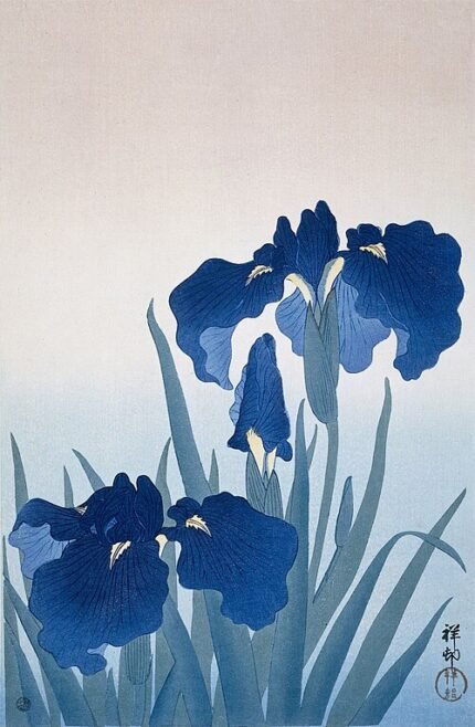 Paarse Japanse iris met delicate bloemblaadjes en groene bladeren.