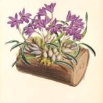 Purple Isabelia orchid in full bloom with delicate petals and green leaves.