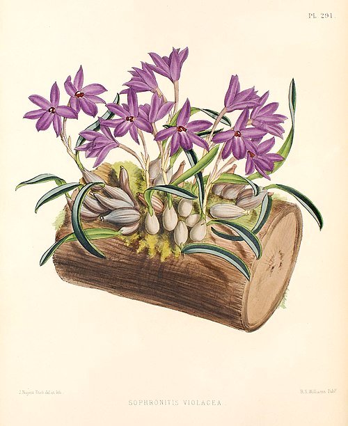 Purple Isabelia orchid in full bloom with delicate petals and green leaves.