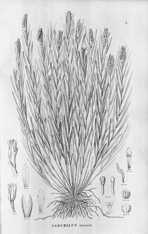 Isochilus orchideeplant met smalle groene bladeren en witte bloemen.