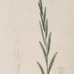 Isochilus linearis orchidee met dunne groene stelen en witte bloemen.
