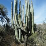 Isolatocereus dumortieri cactus met lange stekelige stelen en witte bloemen in bloei.