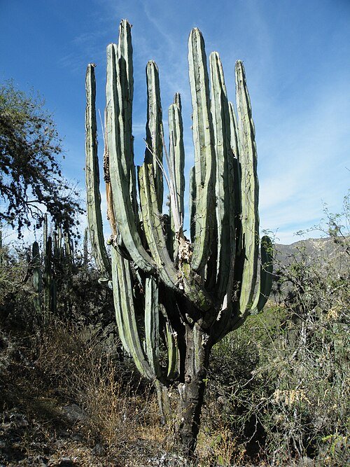 Isolatocereus dumortieri cactus met lange stekelige stelen en witte bloemen in bloei.