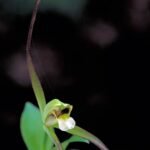 Rare Isotria verticillata orchid with white flowers and green leaves in natural setting.