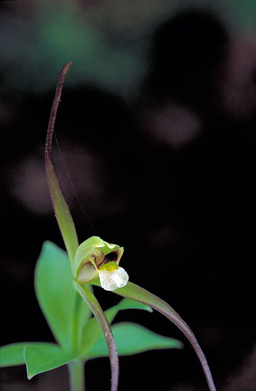 Rare Isotria verticillata orchid with white flowers and green leaves in natural setting.