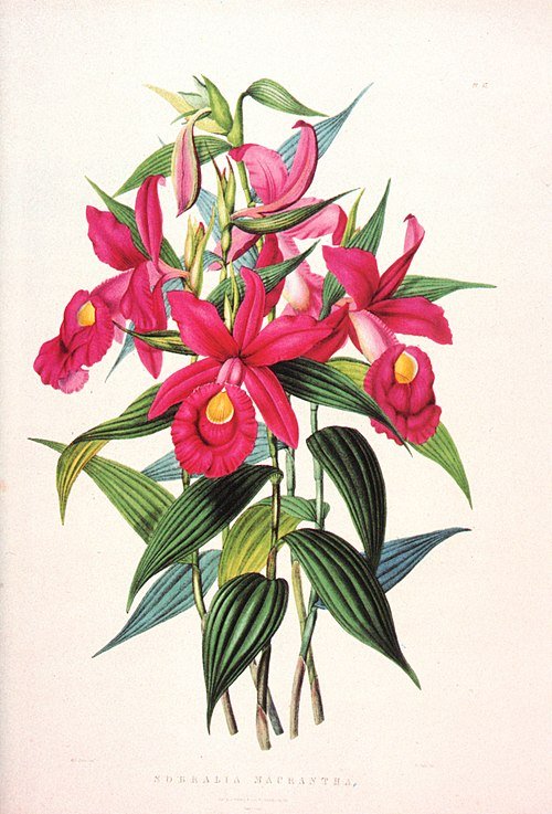 Sobralieae plant groeit in kleigrondomgeving.