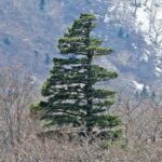 Japanse witte den boom met groene naalden en schors, Miyagi Prefecture.