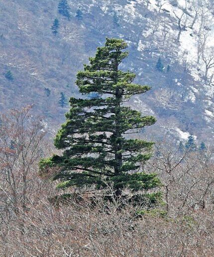 Japanse witte den boom met groene naalden en schors, Miyagi Prefecture.