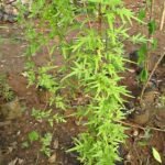 Lygodium japonicum groeit als klimvaren in natuurlijke omgeving.