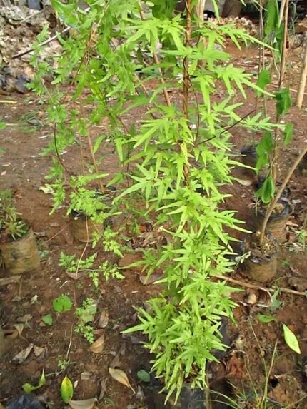 Lygodium japonicum groeit als klimvaren in natuurlijke omgeving.