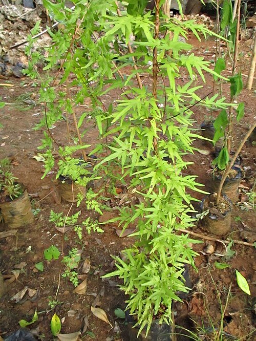 Lygodium japonicum groeit als klimvaren in natuurlijke omgeving.