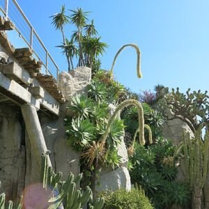 Exotische planten en rotsachtig landschap in Jardin Exotique de Monaco.