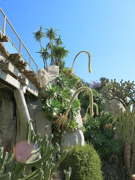 Exotische planten en rotsachtig landschap in Jardin Exotique de Monaco.