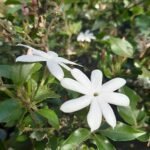 Witte bloemen van Jasminum multiflorum, ook bekend als sterjasmijn.