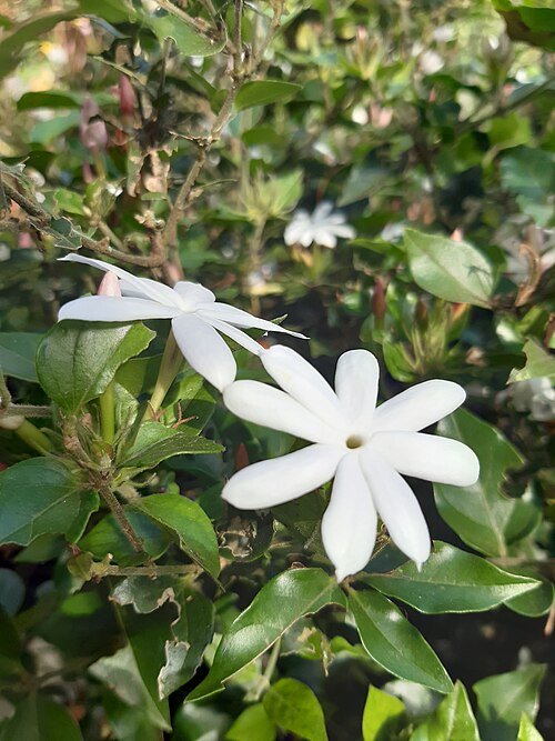 Witte bloemen van Jasminum multiflorum, ook bekend als sterjasmijn.
