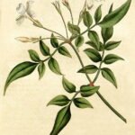 White Jasminum officinale flowers blooming on a botanical background.