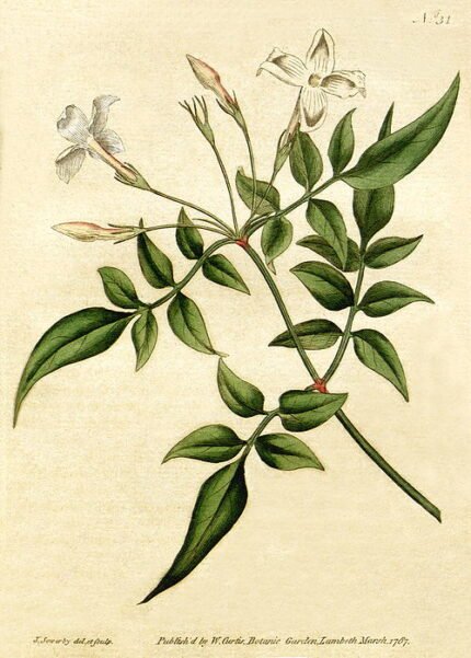 White Jasminum officinale flowers blooming on a botanical background.