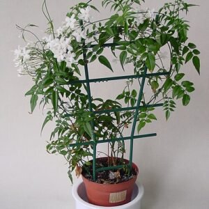 Bloeiende Jasminum polyanthum plant met witte bloemen en groen blad.