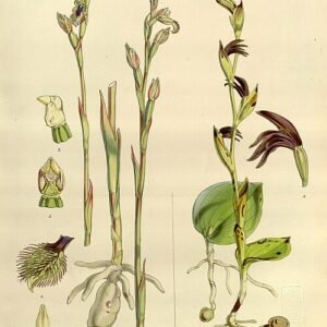 Illustratie van Pyrorchis nigricans plant uit Flora Antarctica met paarse bloemen.