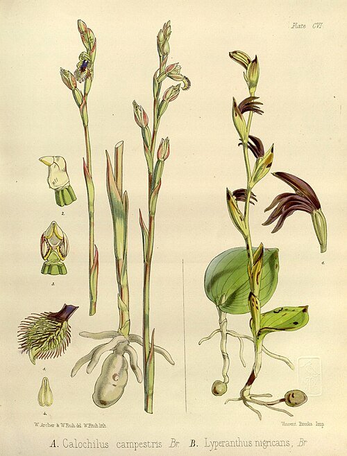Illustratie van Pyrorchis nigricans plant uit Flora Antarctica met paarse bloemen.