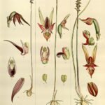 Illustratie van een Corunastylis orchidee met paarse bloemen en groene bladeren.
