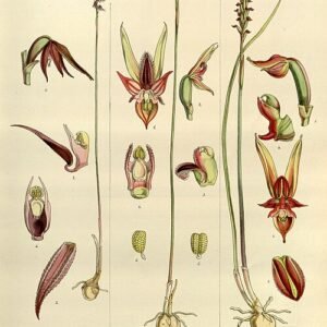 Illustratie van een Corunastylis orchidee met paarse bloemen en groene bladeren.